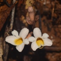 Gastrodia gunatillekeorum